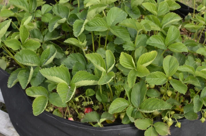 21a0c6ff2d300e79a0043a69db3fe8e1