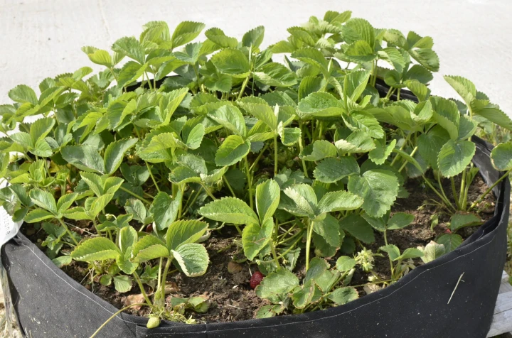 3dcd91da2147634e31b0914fd1f231b7