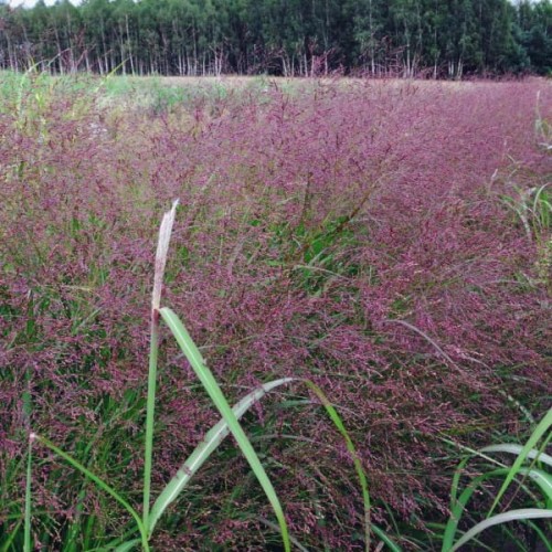 proso-rózgowate-warior