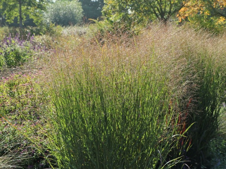 proso-rózgowate-warior