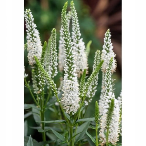 6e74d6b3169fa2167ddafeb200457f7c