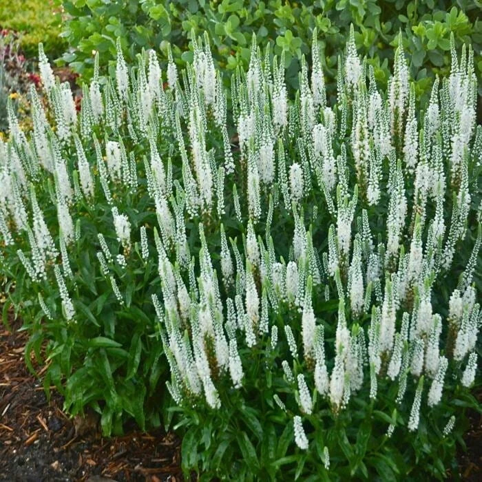 eeaa4dea1e6963decb28b9ea9e5a6556