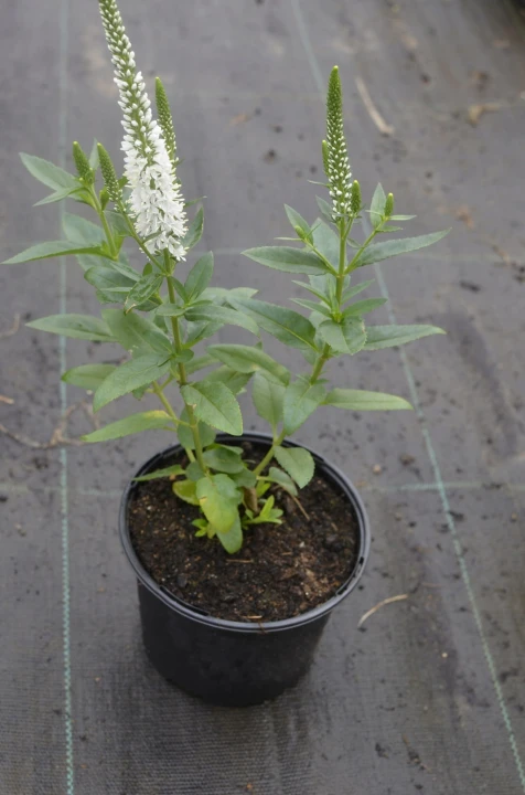 580164a3ba6acc9e69824fe498004f20