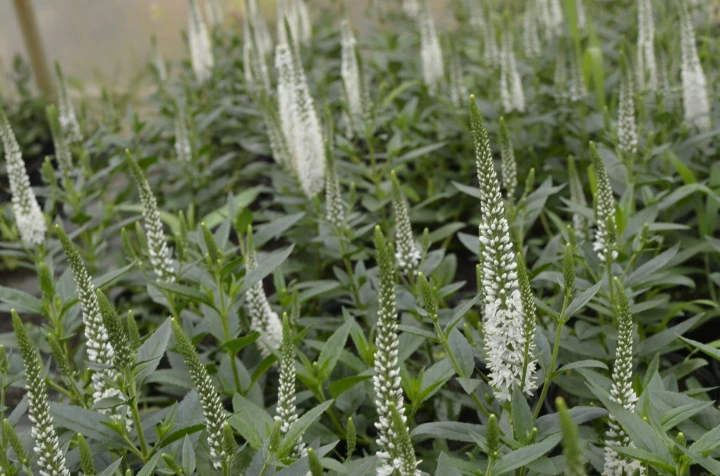 f50ec36737cade4e507b28b2ba829a6a