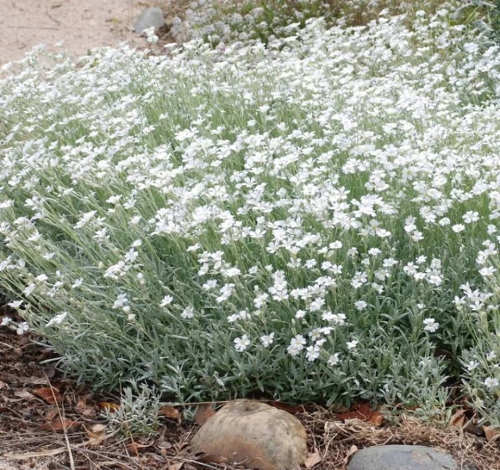 9895ef6ba496159fda127fbd36c6e9ba