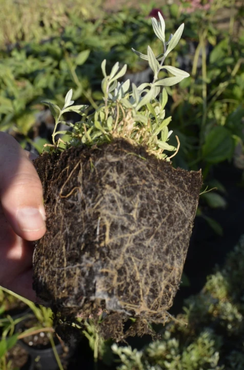 b0509c76ca52f09d8cdb9e59b0f0db0f