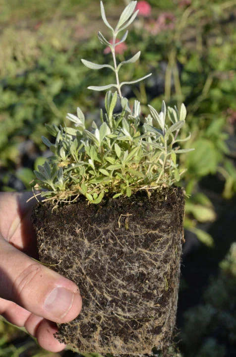 3c66879a175f43d893537746342b9da0