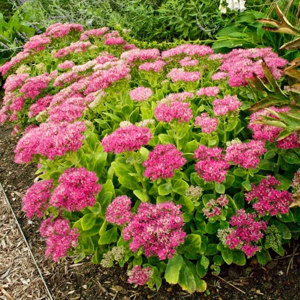 Rozchodnik-Okazałay-Hot-Stuff