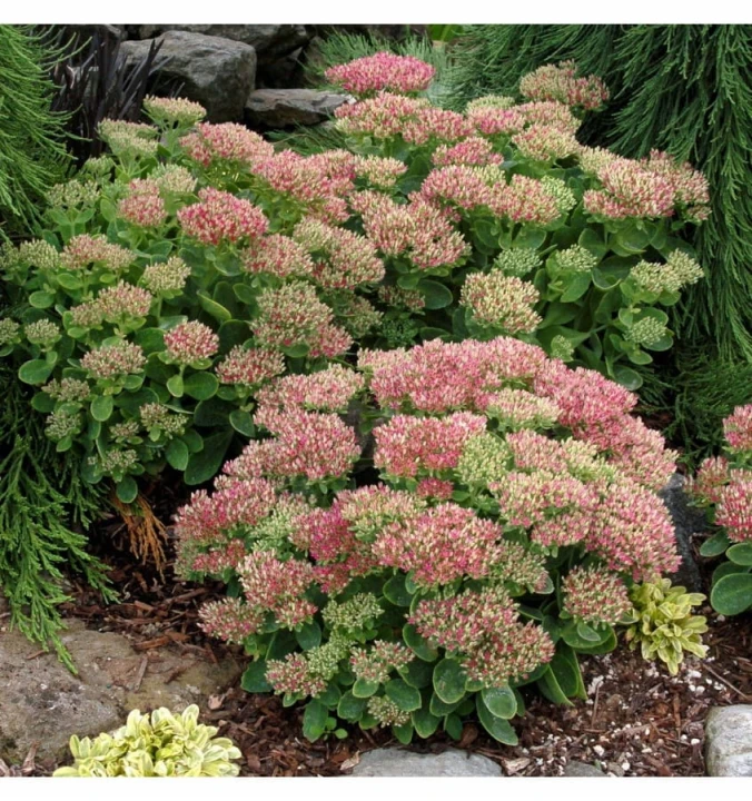 Rozchodnik-Okazałay-Hot-Stuff2