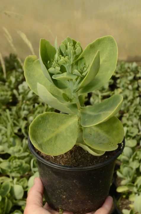 sadzonka -rozchodnik-Okazałay-Hot-Stuff