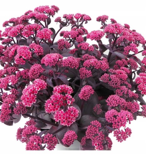 2f12d71dd6c55fb662c71cc489ce6ee4