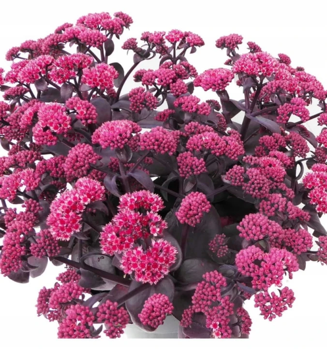 2f12d71dd6c55fb662c71cc489ce6ee4