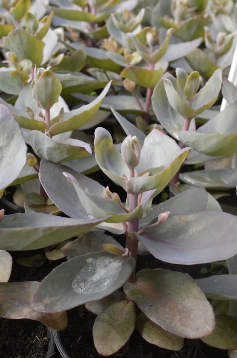 f7947869eb8b758ced7c15b162d771dc