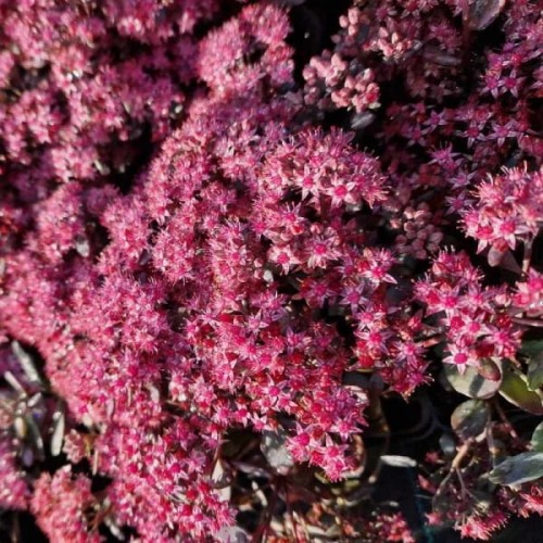 rozchodnik_red_sparkle