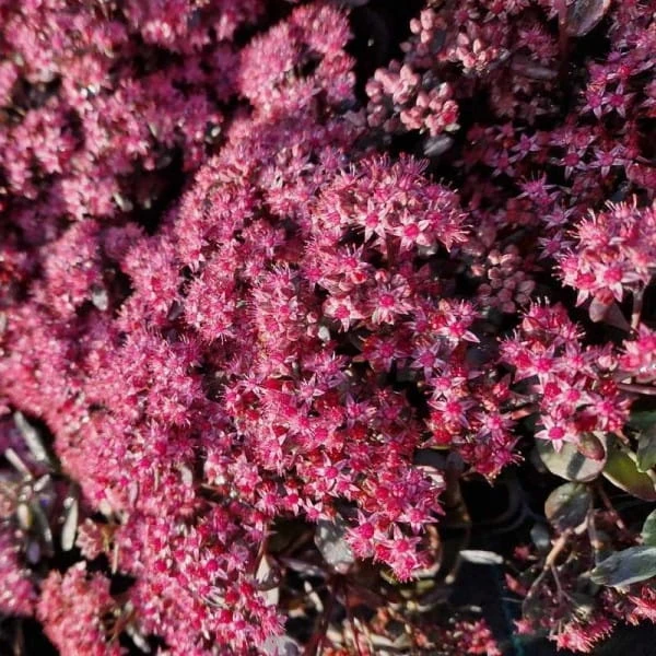 rozchodnik_red_sparkle