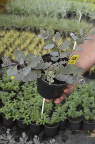 rozchodnik_red_sparkle