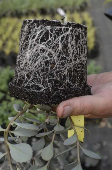 rozchodnik_red_sparkle