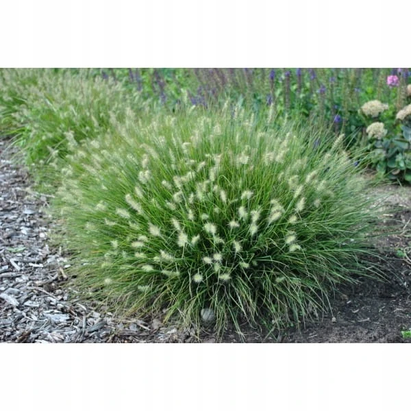 9fc72a6e61d3f478df6a72e6e742de94