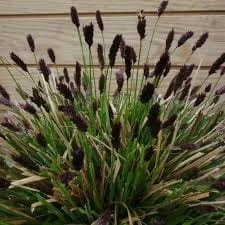 sesleria-heufleriana
