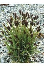 sesleria-heufleriana