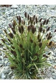 sesleria-heufleriana