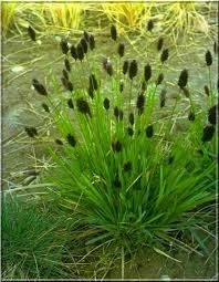 sesleria-heufleriana