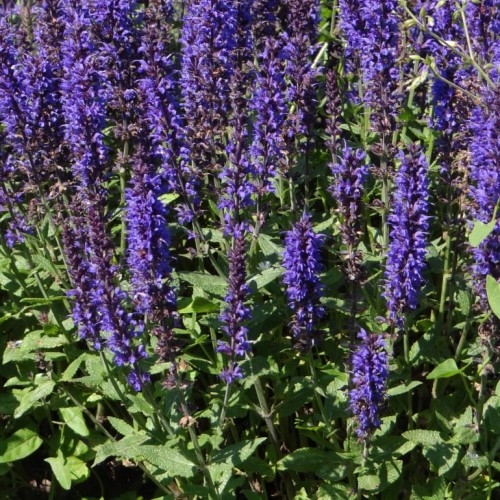 szalwia-midnight-purple