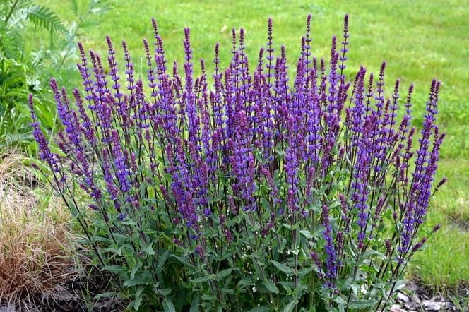 szalwia-midnight-purple