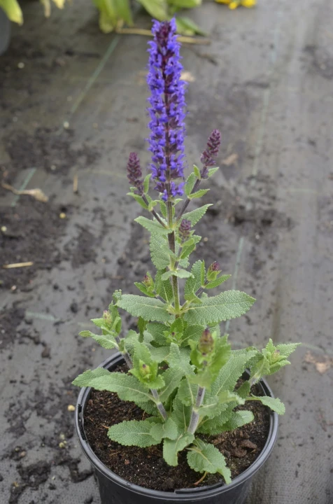 szalwia-midnight-purple