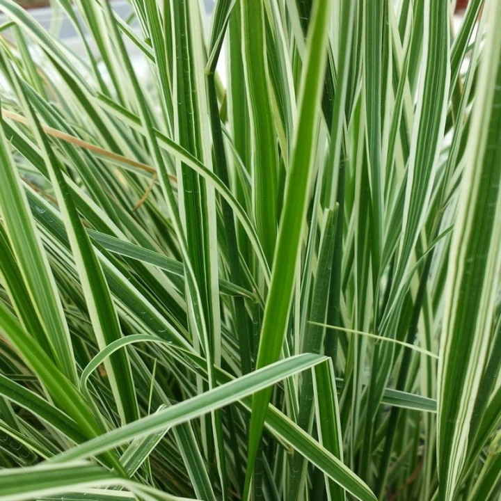 Trzcinnik-kolczastokwiatowy-Overdam