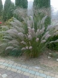 trzcinnik-krótkowłosy