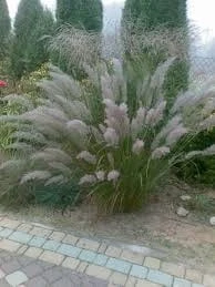 trzcinnik-krótkowłosy