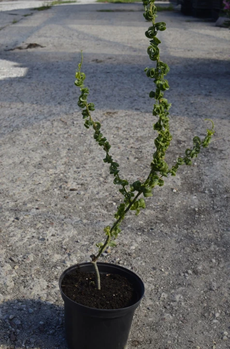 sadzonka Wierzba Babilońska2