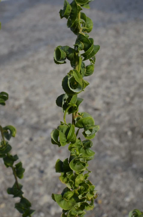 sadzonka Wierzba Babilońska3