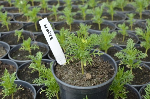 60ccd943f5a0d5bc80f5d2f9c374bfa3