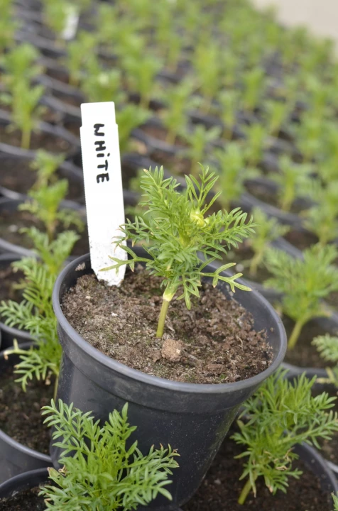 6625e0417a9e772b0b4c89ea63f2611a