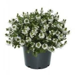 2c2b0391f8447e25729fcc4884771fb7