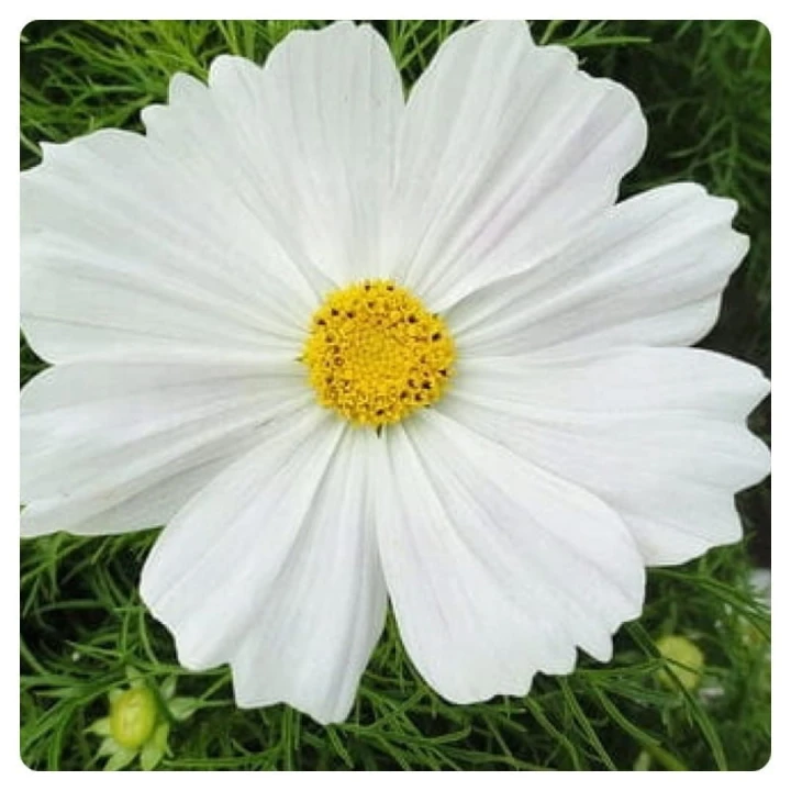 c27a3519bcdff874f8e32b9c7603c677