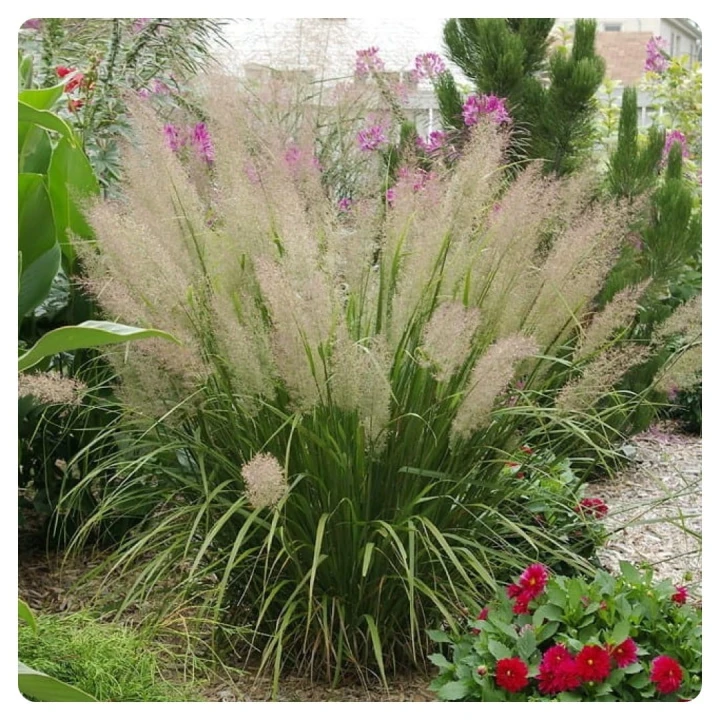 trzcinnik-krótkowłosy