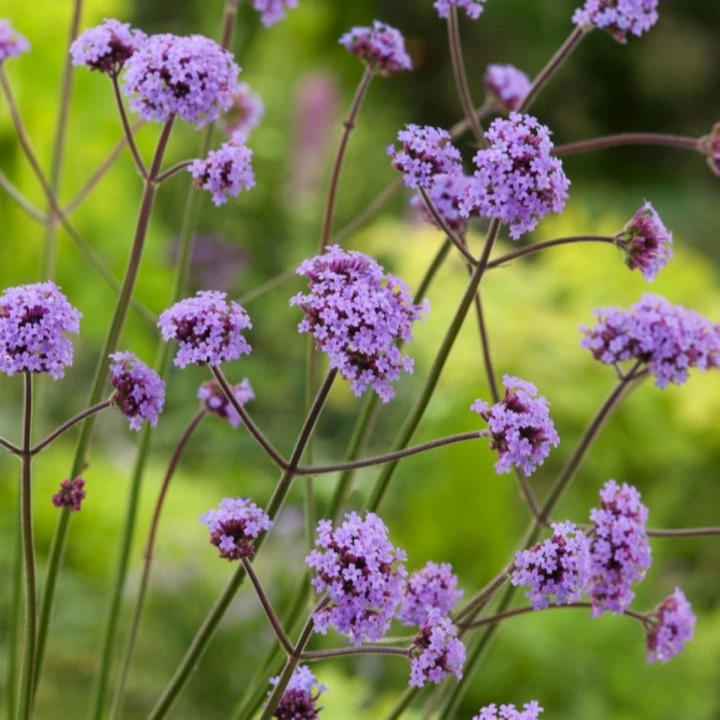 werbena patagońska 2.JPG