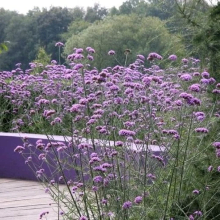 werbena patagońska.JPG