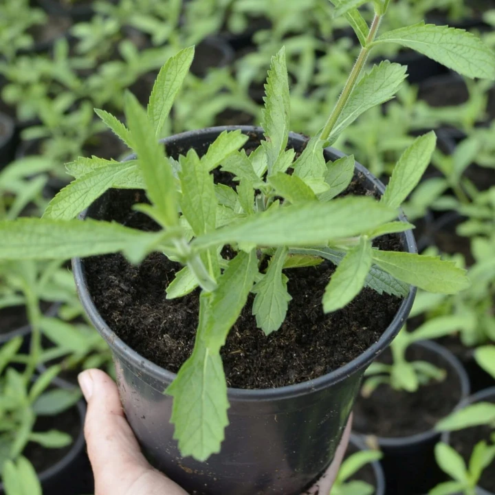 werbena patagońska3.jpg