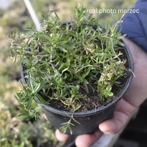 goździk kropkowany.JPG