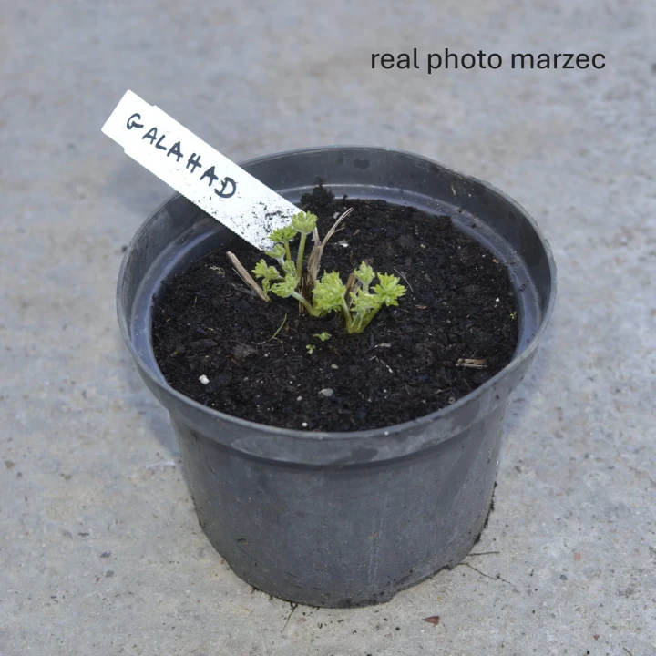 _ostróżka galahad.JPG