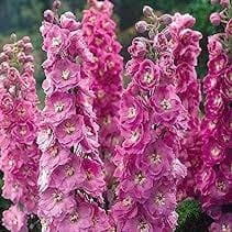 ostrózka astolat1.jpg