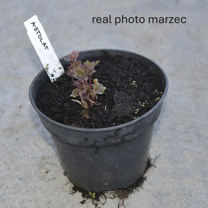 ostróżka alstolat.JPG