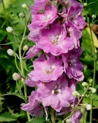 ostróżka astolat2.jpg