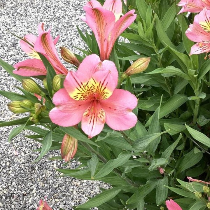 Alstremeria Summer Rose.jpg