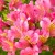 Alstremeria-Summer-Rose1.JPG