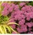 rozchodnik-cloud-walker-sedum (2).jpg